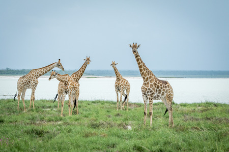 Group of Giraffes standing in the grass next to a water dam in the Etosha National Park, Namibia.の写真素材