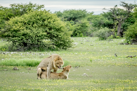 Lions mating in the grass in the Etosha National Park, Namibia.の写真素材