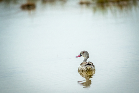 Cape teal swimming in a pool of water in the Etosha National Park, Namibia.の写真素材