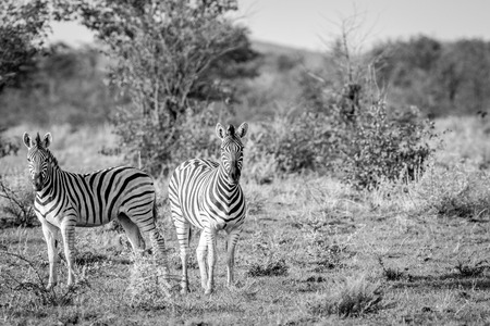 Two Zebras starring at the camera in black and white in the Etosha National Park, Namibia.の写真素材