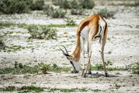 Springbok eating grass in the Etosha National Park, Namibia.