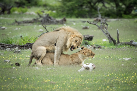 Lion couple mating in the grass in the Etosha National Park, Namibia.の写真素材