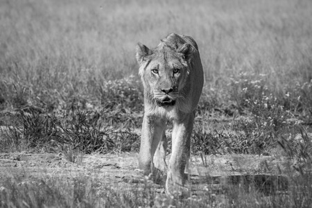 Lion walking towards the camera in black and white in the Central Kalahari, Botswana.の写真素材