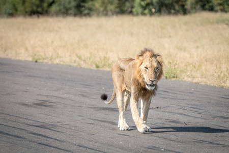 A Lion walking on the airstrip in the Sabi Sand Game Reserve, South Africa.の写真素材