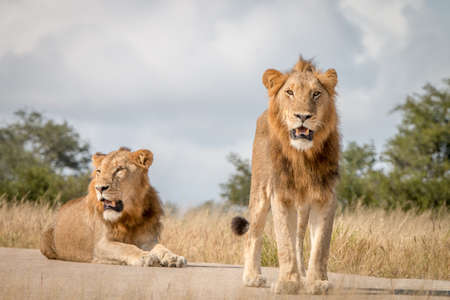 Two Lions resting on the road in the Sabi Sand Game Reserve, South Africa.の写真素材
