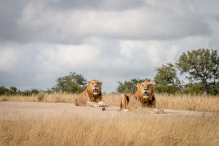 Two Lions laying on the road in the Sabi Sand Game Reserve, South Africa.の写真素材
