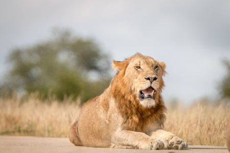 A Lion laying on the road in the Sabi Sand Game Reserve, South Africa.の写真素材