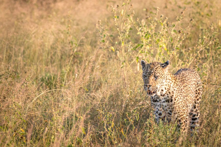 A Leopard walking in the grass in the Sabi Sand Game Reserve, South Africa.の写真素材