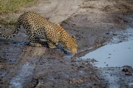 Leopard drinking from a pool of water on the road in the Central Kalahari, Botswana.の写真素材