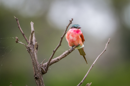 Southern carmine bee-eater sitting on a branch in the Okavango Delta, Botswana.の写真素材
