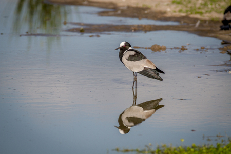 Blacksmith lapwing walking in the water in the Chobe National Park, Botswana.の写真素材
