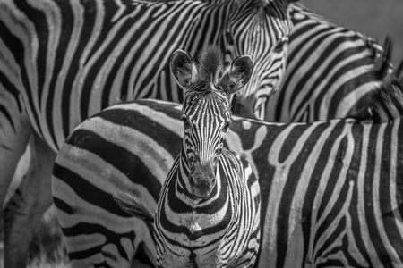 Zebra starring at the camera in black and white in the Chobe National Park, Botswana.の写真素材