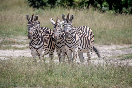 Three Zebras starring at the camera in the Chobe National Park, Botswana.の写真素材
