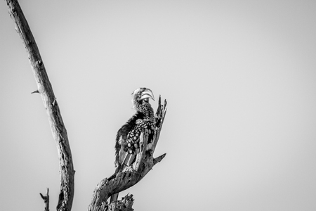 Yellow-billed hornbill sitting on a branch in black and white in the Chobe National Park, Botswana.の写真素材