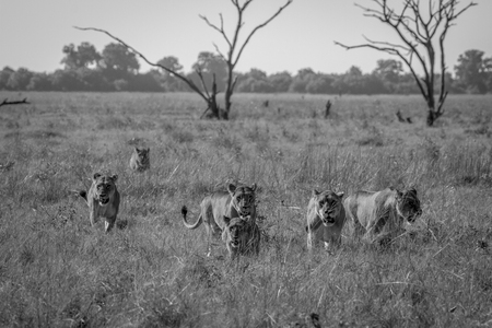 Pride of Lions walking in the grass in black and white in the Chobe National Park, Botswana.の写真素材
