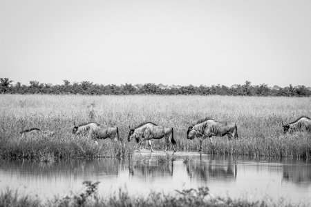 Blue-wildebeests walking next to the water in black and white in the Chobe National Park, Botswana.の写真素材