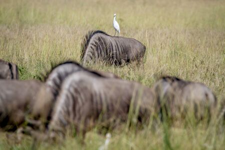 Blue wildebeests standing in the grass with a Cattle egret in the Chobe National Park, Botswana.の写真素材