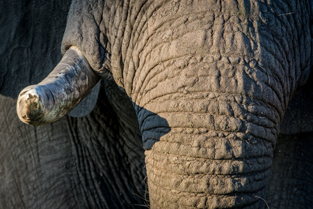 Close up of the tusks of an old Elephant bull in the Chobe National Park, Botswana.の写真素材