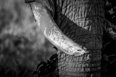 Close up of the tusks of an old Elephant bull in black and white in the Chobe National Park, Botswana.の写真素材