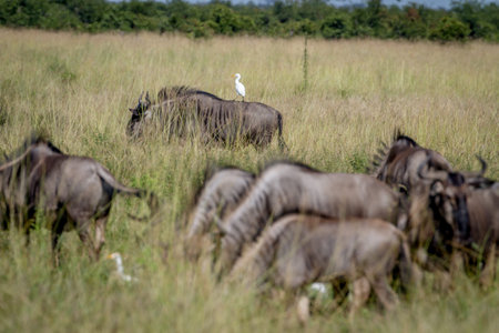 Blue wildebeests standing in the grass with a Cattle egret in the Chobe National Park, Botswana.の写真素材