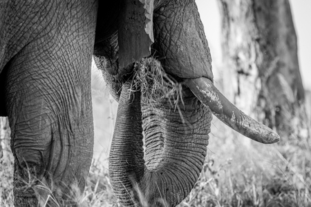 Close up of an Elephant eating grass in black and white in the Chobe National Park, Botswana.の写真素材