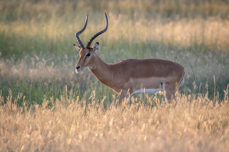 Side profile of an Impala ram in the Chobe National Park, Botswana.