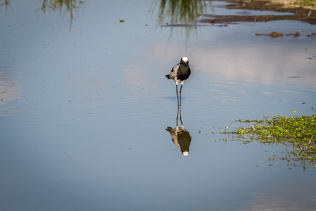 Blacksmith lapwing walking in the water in the Chobe National Park, Botswana.の写真素材