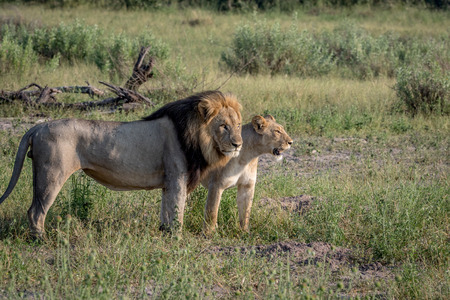Lion mating couple standing in the grass in the Chobe National Park, Botswana.の写真素材