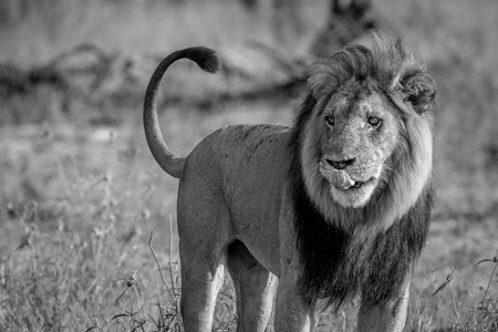 Big male Lion standing in the grass in black and white in the Chobe National Park, Botswana.の写真素材
