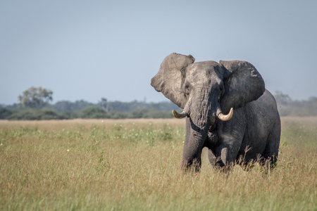 Big Elephant bull showing some attitude in the Chobe National Park, Botswana.の写真素材