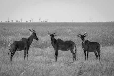 Group of Red hartebeests standing in the grass in black and white in the Chobe National Park, Botswana.の写真素材