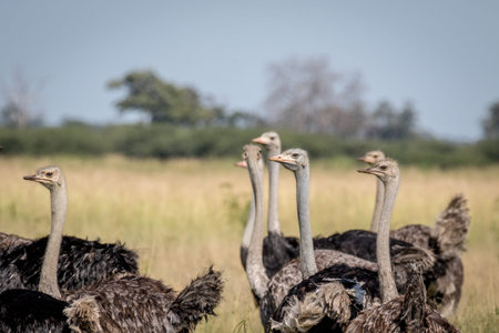 Close up of a group of Ostriches in the Chobe National Park, Botswana.の写真素材