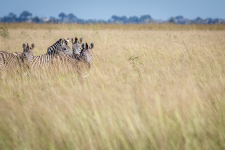 Group of Zebras standing in the high grass in the Chobe National Park, Botswana.の写真素材