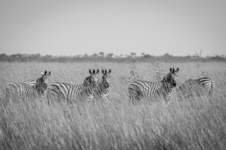 Group of Zebras standing in the high grass in black and white in the Chobe National Park, Botswana.の写真素材