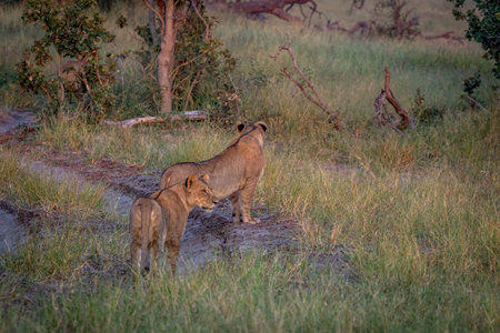 Two Lions standing on the road and starring in the Chobe National Park, Botswana.の写真素材
