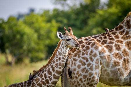 Giraffe young standing with his mother in the Chobe National Park, Botswana.の写真素材