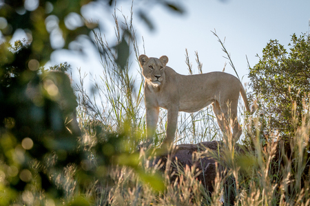 Lioness standing on a rock in the Chobe National Park, Botswana.の写真素材