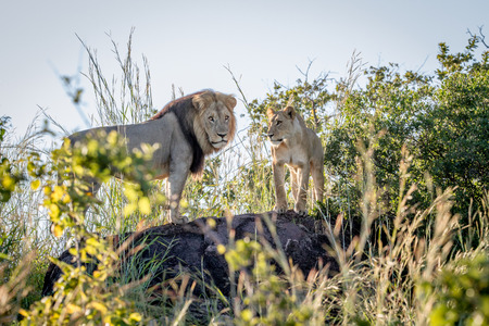 Lion mating couple standing on a rock in the Chobe National Park, Botswana.の写真素材