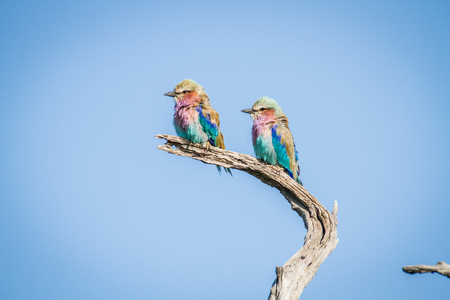 Two Lilac-breasted rollers sitting on a branch in the Chobe National Park, Botswana.の写真素材