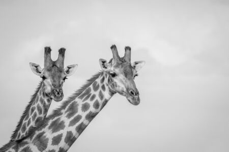 Close up of two Giraffes in black and white in the Chobe National Park, Botswana.の写真素材