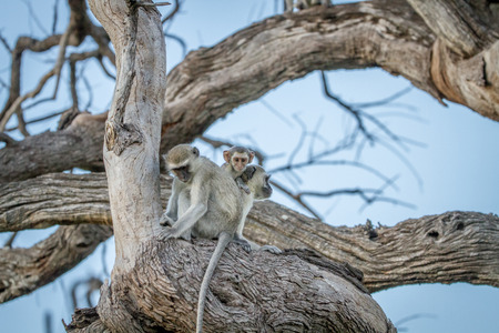 Family of Vervet monkeys sitting in a tree in the Chobe National Park, Botswana.の写真素材