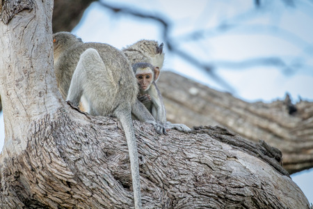 Family of Vervet monkeys sitting in a tree in the Chobe National Park, Botswana.の写真素材