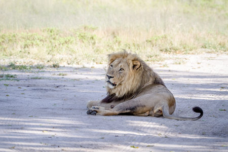Big male Lion laying in the sand in the Chobe National Park, Botswana.の写真素材