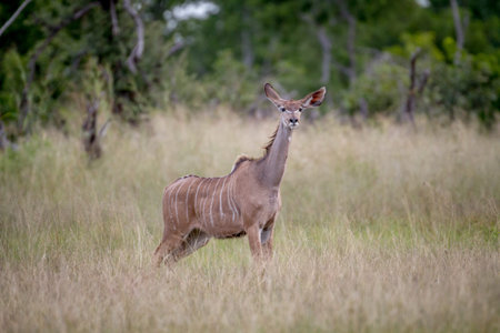 Female Kudu standing in the grass and being curious in the Hwange National Park, Zimbabwe.の写真素材