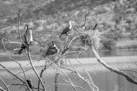 Group of White-breasted cormorants sitting in a tree in black and white in the Pilanesberg National...