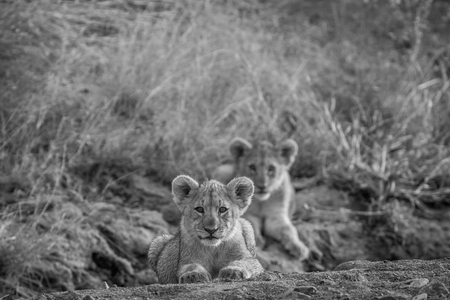 Two Lion cubs laying in a dry riverbed in black and white in the Pilanesberg National Park, South Africa.の写真素材