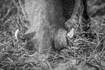 Close up of a Warthog eating in black and white in the Pilanesberg National Park, South Africa.の写真素材