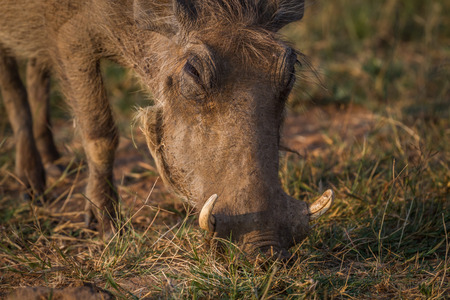 Close up of a Warthog eating in the Pilanesberg National Park, South Africa.の写真素材