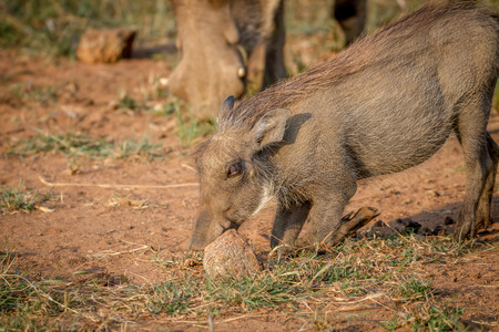 Warthog eating grass in the Pilanesberg National Park, South Africa.の写真素材
