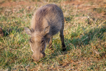 Warthog eating grass in the Pilanesberg National Park, South Africa.の写真素材